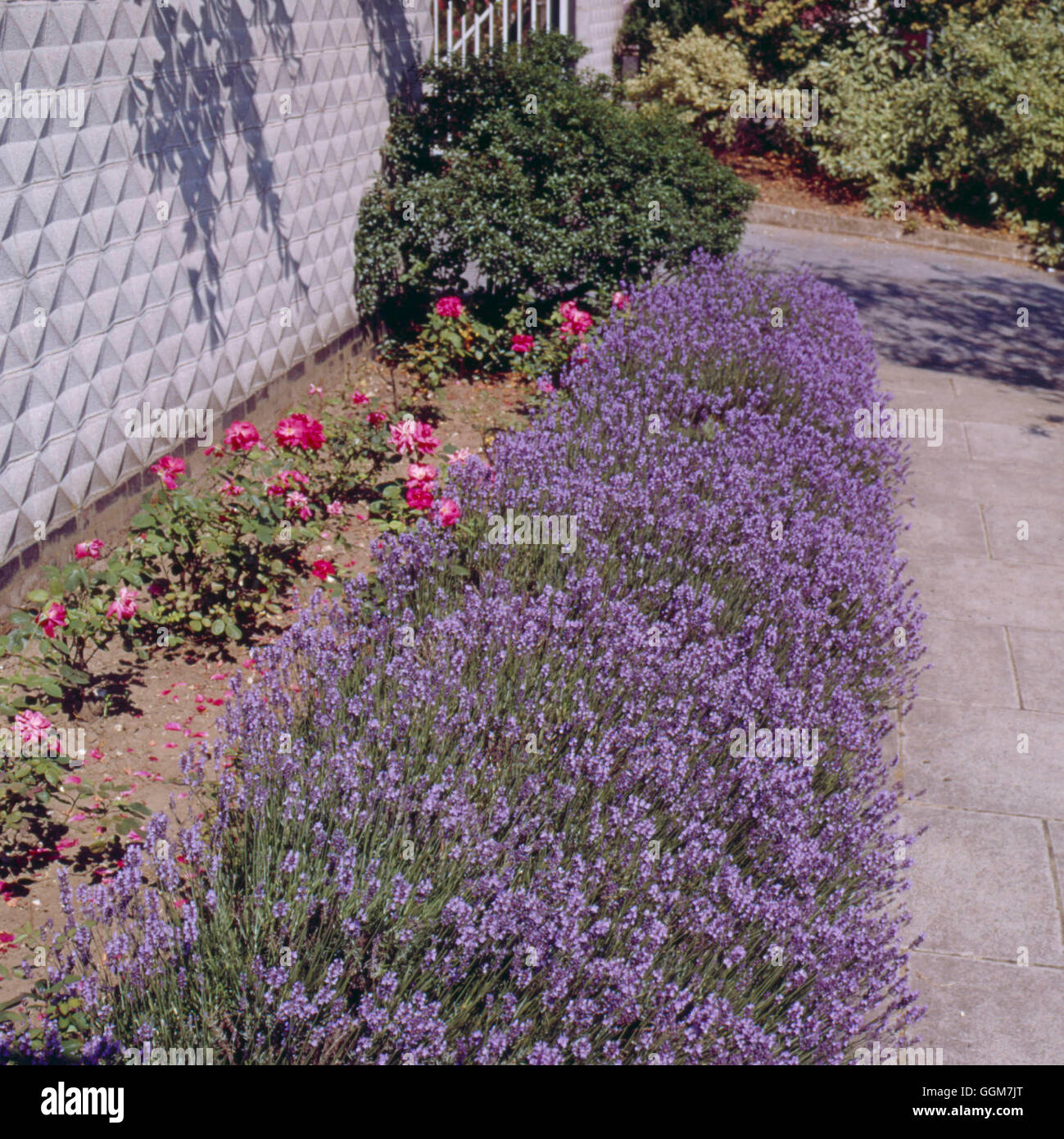 Lavandula angustifolia - `Munstead'   TRS041848 Stock Photo